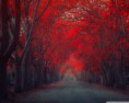 /album/zaujimave-obrazky/enchanting-wallpaper-1280x1024-jpg/