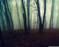/album/zaujimave-obrazky/leafless-forest-wallpaper-1280x1024-jpg/